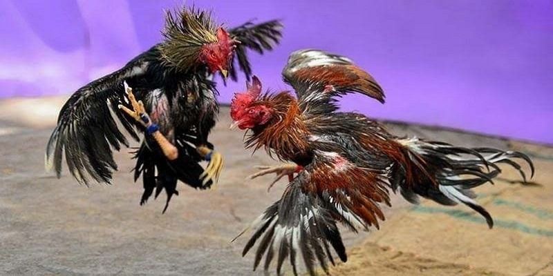 Chấp Điều Gà Chọi Là Gì? Luật Chấp Trong Đá Gà 4 chap-dieu-ga-choi-nhu-nao