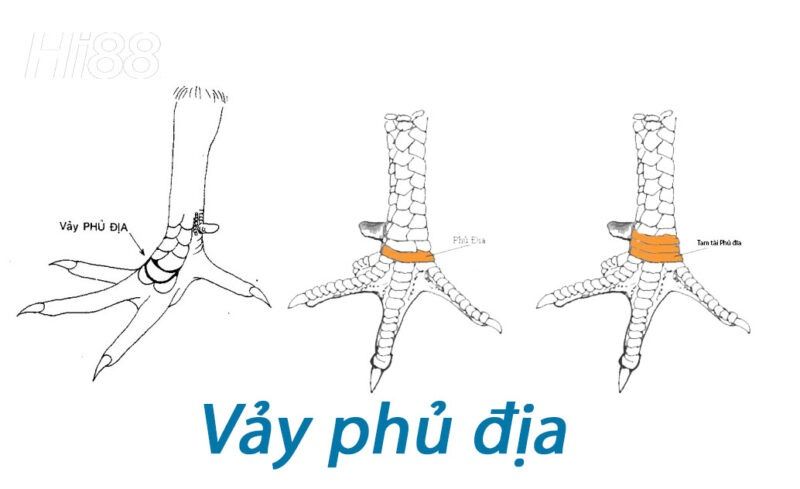 Top vảy gà chọi độc, hiếm thấy được các sư kê săn đón 32 Vảy gà phủ địa